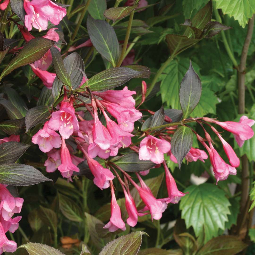 Closeup of the rose pink flowers of Fine Wine weigela